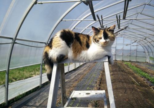 Relaxing in the Greenhouse